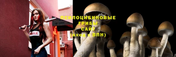 прущие грибы Абинск